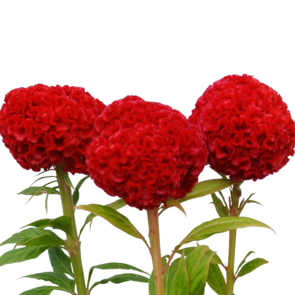 特別賞系 | 花き栽培のツボ | 福花園種苗株式会社